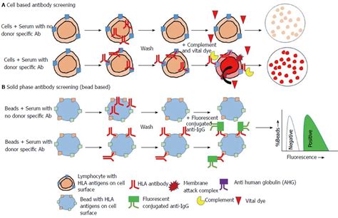 Human leukocyte antigen typing and crossmatch: A .